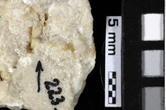 Foto (Detailansicht) von Decapoda indet. (NHMW-GEO-1990-0041-0223)